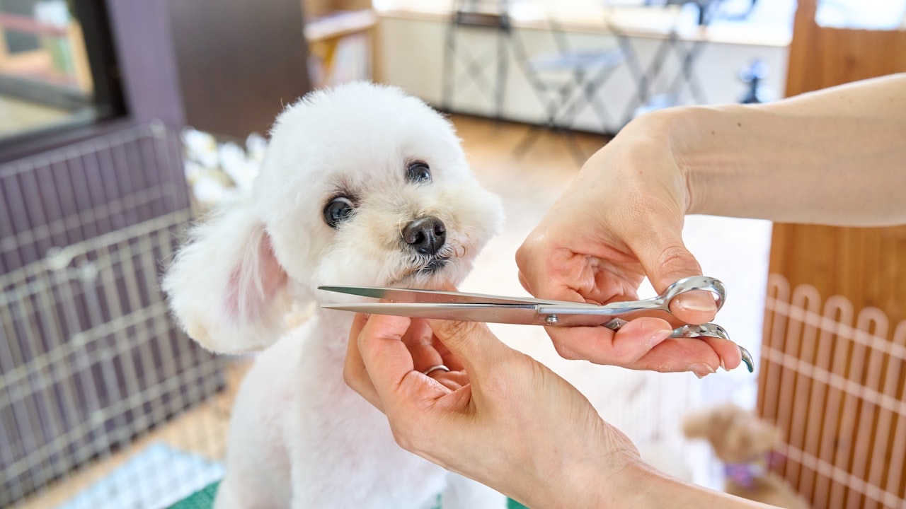 A dog groomer trimming a small white dog with grooming scissors