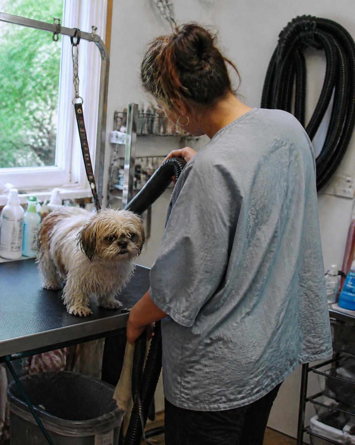 Pet groomer drying a small dog in a neighborhood grooming studio